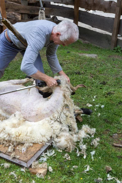 Tosare le pecore — Foto Stock