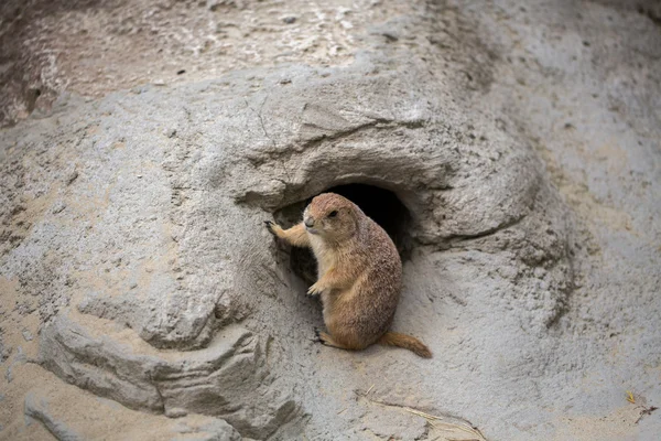 Groundhog sitter framför, Schweiz — Stockfoto