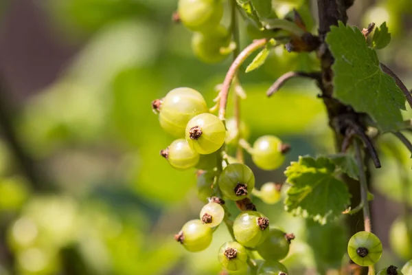 Groselha espinhosa. Groselhas orgânicas frescas e maduras que crescem no jardim — Fotografia de Stock
