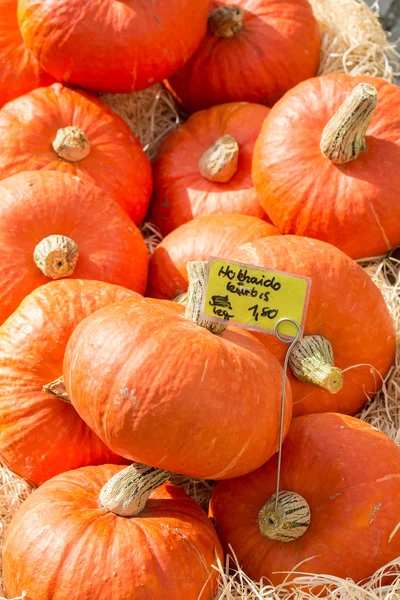 Small pumpkins — Stock Photo, Image