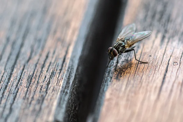 Um tiro macro da mosca Fotografia De Stock