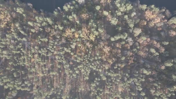 Αεροφωτογραφία Του Φθινοπώρου Μικτού Δάσους Στο Εθνικό Πάρκο — Αρχείο Βίντεο