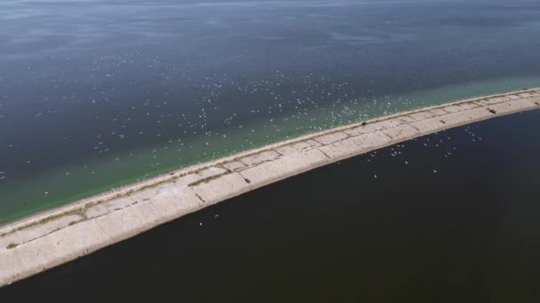 Vista Aérea Una Bandada Aves Sobre Agua Muelle Hormigón — Vídeo de stock