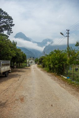 Yazın öğleden sonra yüksek dağlar ve yeşil çam ormanı
