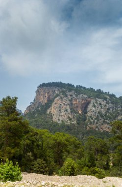 Yazın öğleden sonra yüksek dağlar ve yeşil çam ormanı