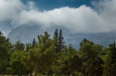 Yazın öğleden sonra yüksek dağlar ve yeşil çam ormanı