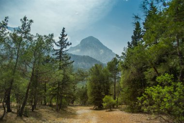 Yazın öğleden sonra yüksek dağlar ve yeşil çam ormanı