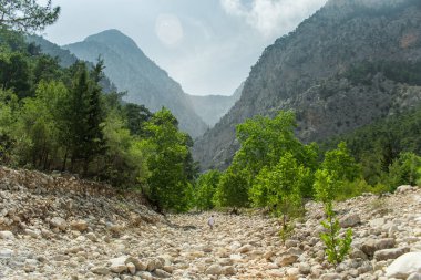Yazın öğleden sonra yüksek dağlar ve yeşil çam ormanı