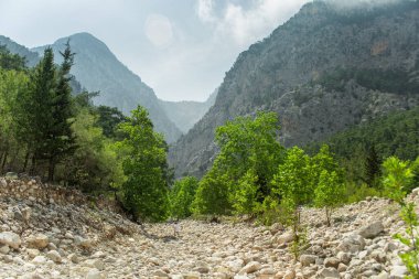 Yazın öğleden sonra yüksek dağlar ve yeşil çam ormanı