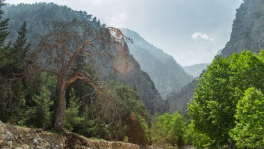 Yazın öğleden sonra yüksek dağlar ve yeşil çam ormanı
