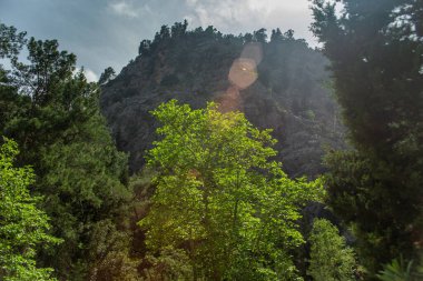 Yazın öğleden sonra yüksek dağlar ve yeşil çam ormanı