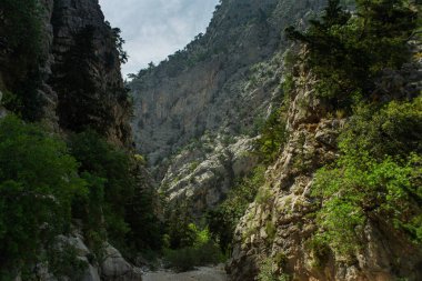 Yazın öğleden sonra yüksek dağlar ve yeşil çam ormanı