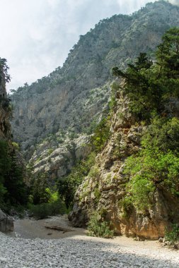 Yazın öğleden sonra yüksek dağlar ve yeşil çam ormanı