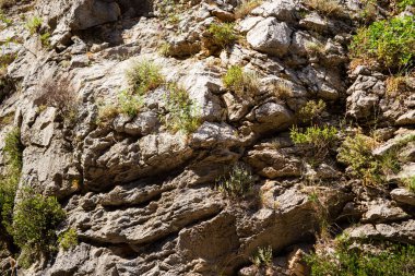 Yazın öğleden sonra yüksek dağlar ve yeşil çam ormanı