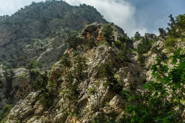 Yazın öğleden sonra yüksek dağlar ve yeşil çam ormanı