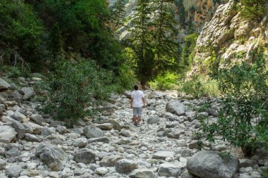 Yazın öğleden sonra yüksek dağlar ve yeşil çam ormanı