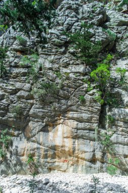 Yazın öğleden sonra yüksek dağlar ve yeşil çam ormanı
