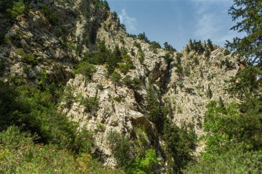 Yazın öğleden sonra yüksek dağlar ve yeşil çam ormanı