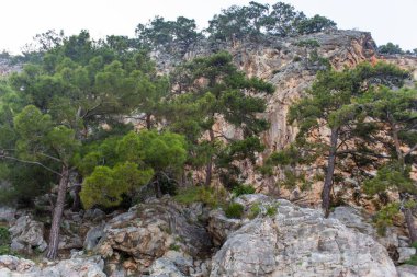 Yazın öğleden sonra yüksek dağlar ve yeşil çam ormanı