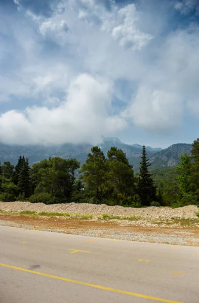 夏天的下午 高山和青松林 — 图库照片