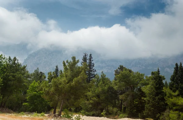 夏天的下午 高山和青松林 — 图库照片