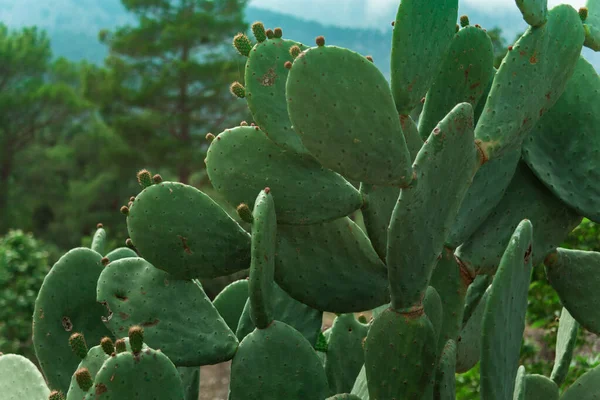 Cactus Silvestres Naturaleza Entre Montañas Bosques —  Fotos de Stock