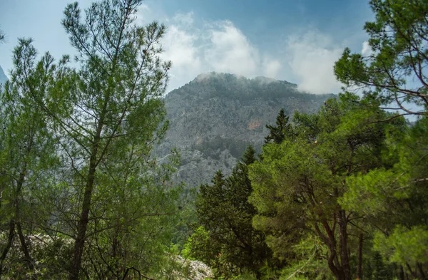 夏天的下午 高山和青松林 — 图库照片