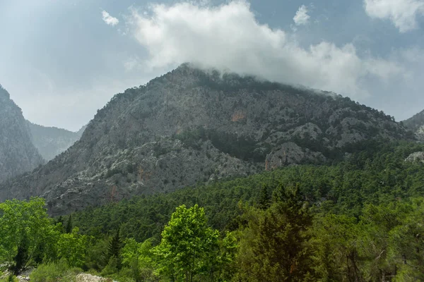 夏天的下午 高山和青松林 — 图库照片