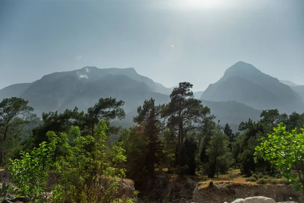 夏天的下午 高山和青松林 — 图库照片