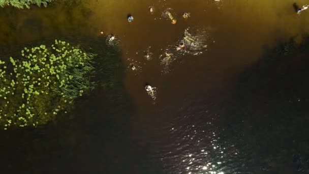 İnsansız hava aracından, suda yüzen bir grup insana hava görüntüsü. — Stok video