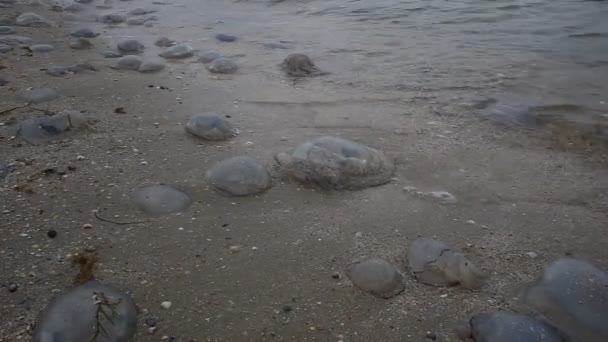 Un grupo de medusas muertas yacen en la orilla del mar — Vídeos de Stock