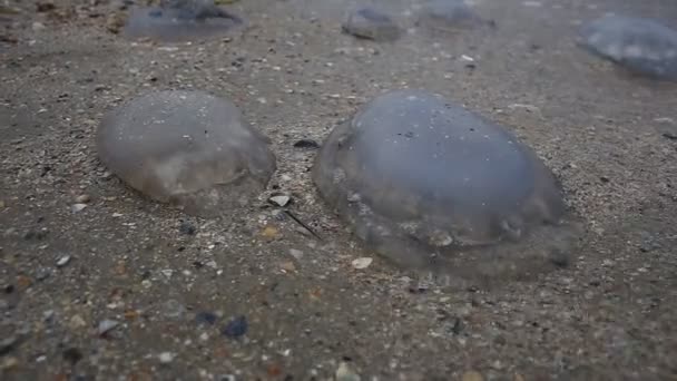 Een groep dode kwallen liggen aan de kust. — Stockvideo