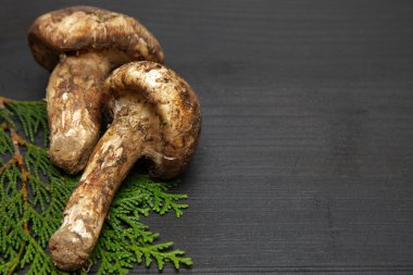 Matsutake mantarı