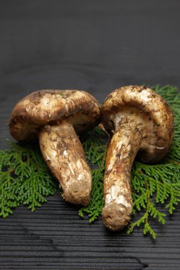 Matsutake mantarı