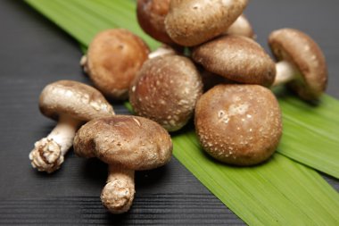 shiitake mantar