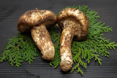 Matsutake mushroom clipart