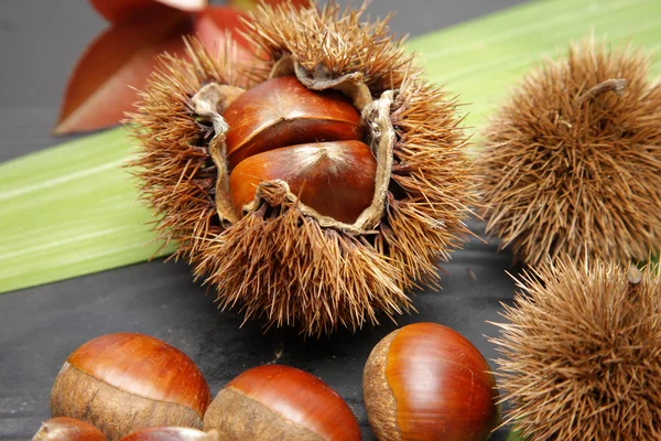 Chestnut — Stock Photo, Image