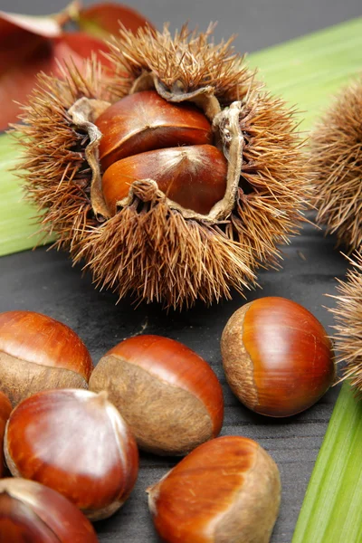 Chestnut — Stock Photo, Image