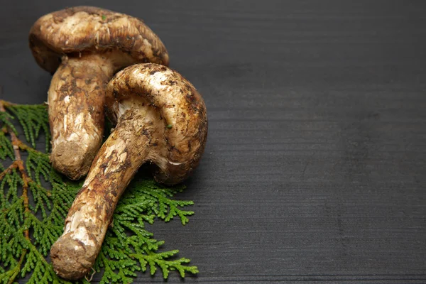 Seta matsutake — Foto de Stock