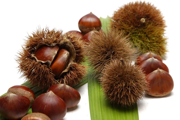 Chestnut — Stock Photo, Image