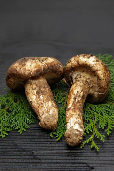 Seta matsutake —  Fotos de Stock