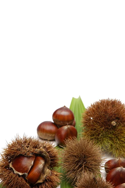 Chestnut — Stock Photo, Image