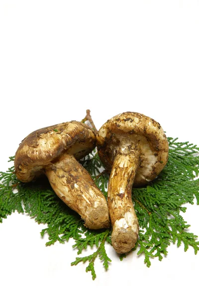 Tricholoma Matsutake grzyb — Zdjęcie stockowe