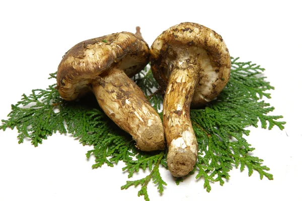 Tricholoma Matsutake grzyb — Zdjęcie stockowe