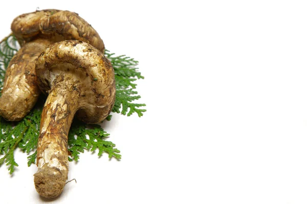 Seta matsutake — Foto de Stock