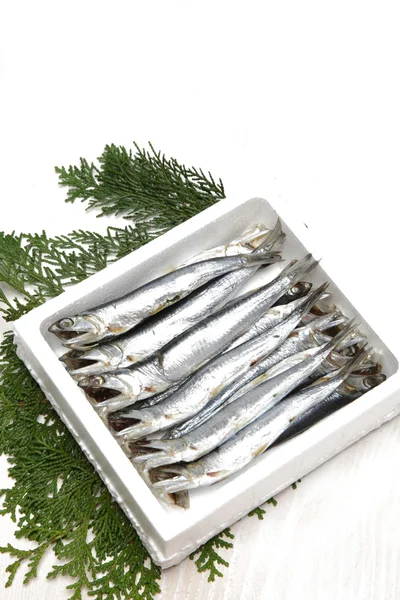 Sardine — Stock Photo, Image