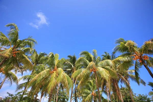 Palm trees — Stock Photo, Image