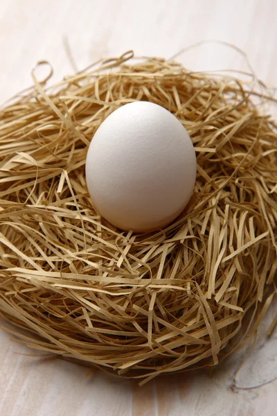 Яйцо в гнезде — стоковое фото