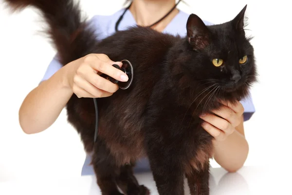 수 의사가 고양이 검사 — 스톡 사진