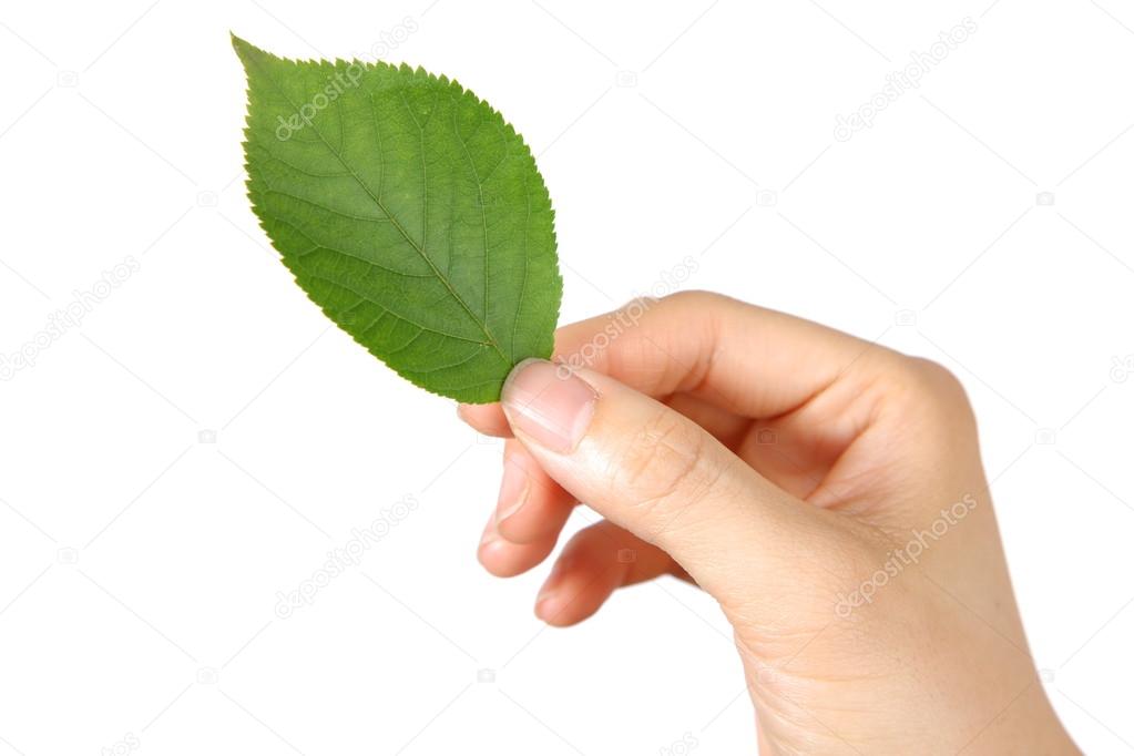 Hand with green leaf